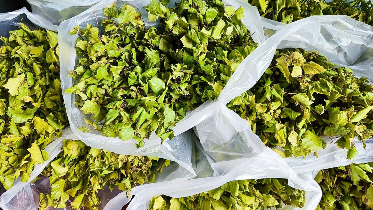 🧹 Березовый веник для бани: польза, аромат и лечебный массаж 🌿